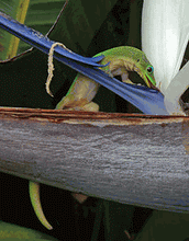 Load image into Gallery viewer, Western Sky "Gecko" Copper Bracelet With Magnets